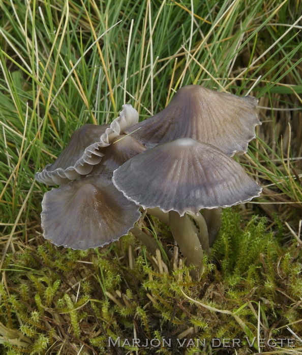 Heidekleefsteel mycena - Mycena pelliculosa